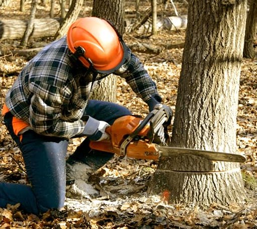 Tree Removal in Lower Brule, SD
